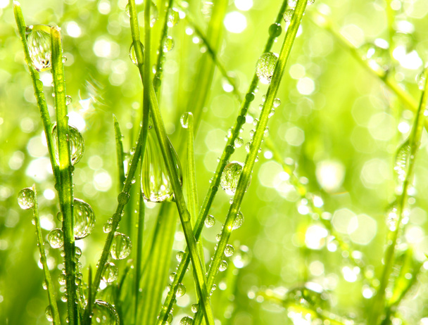 Fresh morning dew. - Photo, Image