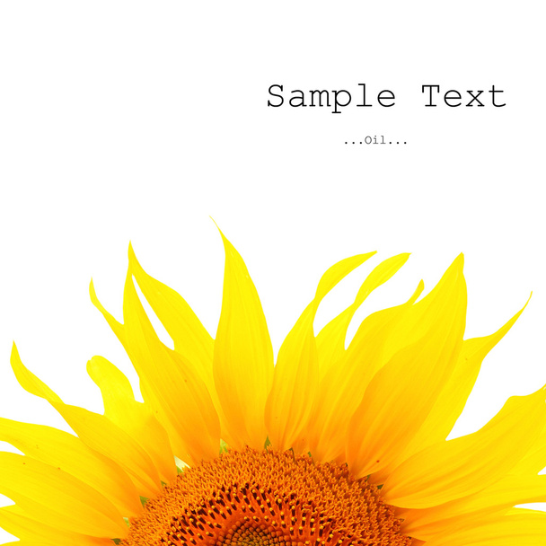 Banner with beautiful sunflower. - Foto, Imagem