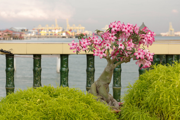 bougainvillea bonsai rosa no jardim, Penang Island, Malásia
 - Foto, Imagem