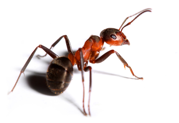 Grande formiga vermelha isolada no fundo branco
. - Foto, Imagem