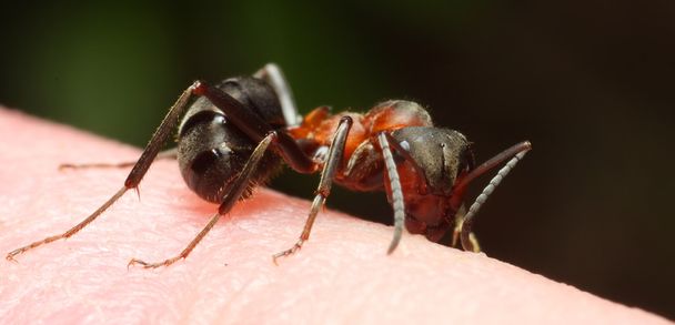 czerwone mrówki w skórze - zbliżenie - Zdjęcie, obraz
