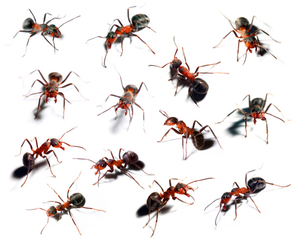 μεγάλο κόκκινο μυρμήγκι σε διαφορετική θέση σε άσπρο φόντο. - Φωτογραφία, εικόνα