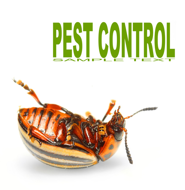 Stonka ziemniaczana (leptinotarsa decemlineata) jest poważnym szkodnikiem ziemniaki, pomidory, bakłażany. środki owadobójcze na bazie są obecnie główną metodą kontroli chrząszcz. - Zdjęcie, obraz