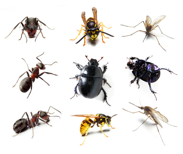 Insect collection on white background - Foto, Imagem