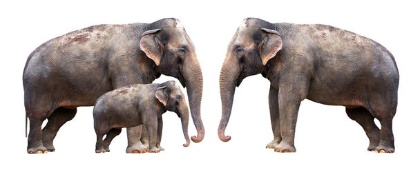 Família dos elefantes - isolados
 - Foto, Imagem