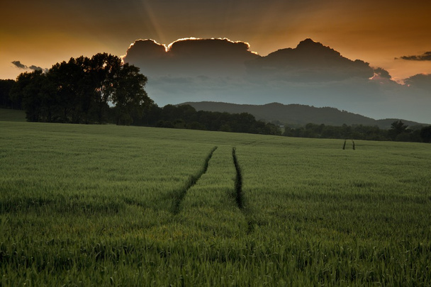 летний закат над полями и лесом
 - Фото, изображение