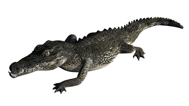 Krokodil isoliert auf weißem Hintergrund - Foto, Bild