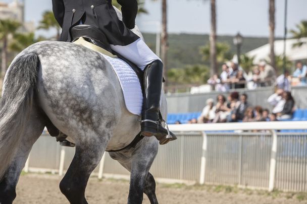 Cavalo espanhol de raça pura participando durante um exercício de hipismo
 - Foto, Imagem