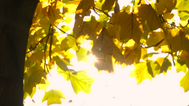 Sol brilhando através de folhas de outono soprando em brisa
. - Filmagem, Vídeo