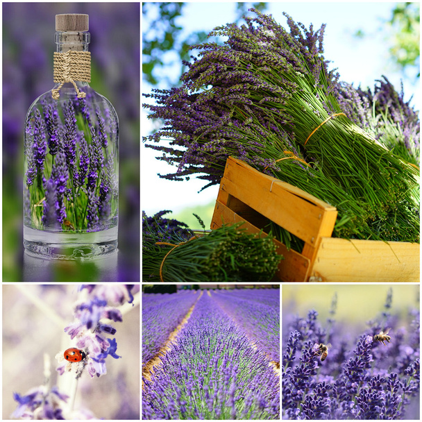collage lavande violet
 - Photo, image
