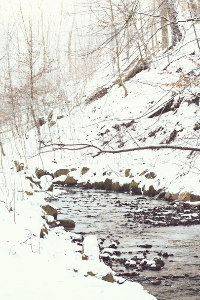 Winter park creek - Фото, зображення
