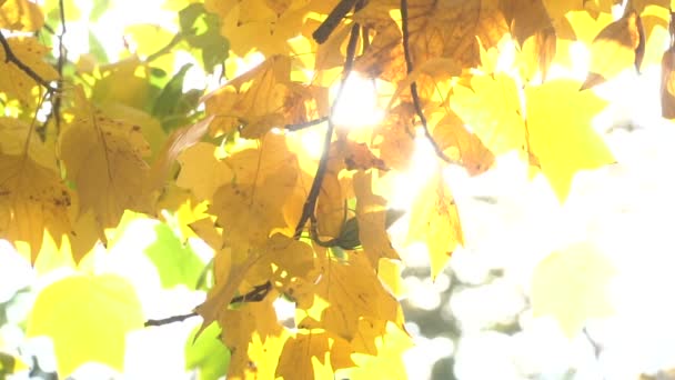 De zonnestralen schijnen door de herfstbladeren - Video
