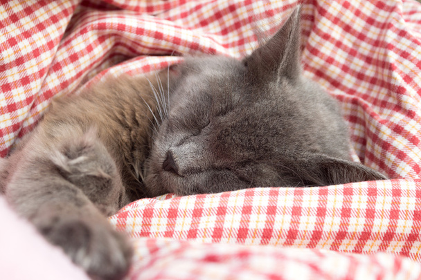 Chaton gris dormant doucement sur le dos, patte tendue
 - Photo, image
