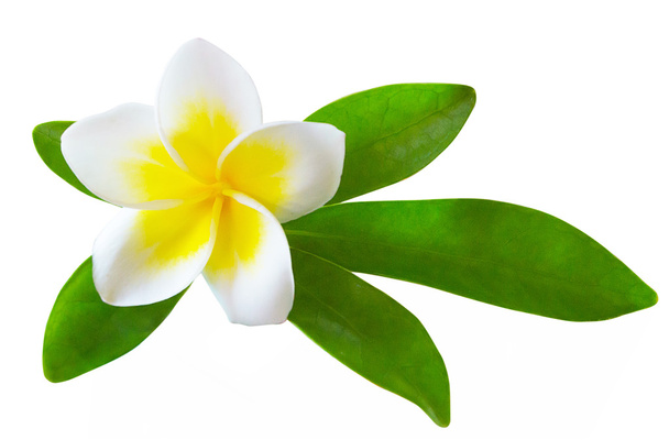 flor de frangipani isolada
  - Foto, Imagem