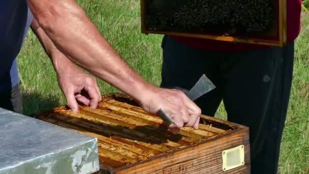 Beehive with a swarm of bees - Záběry, video