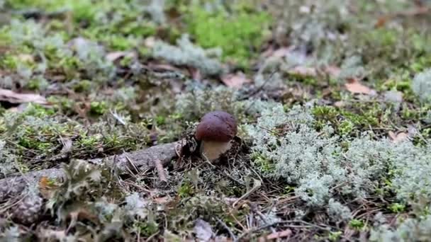 Cep Mushroom - Video