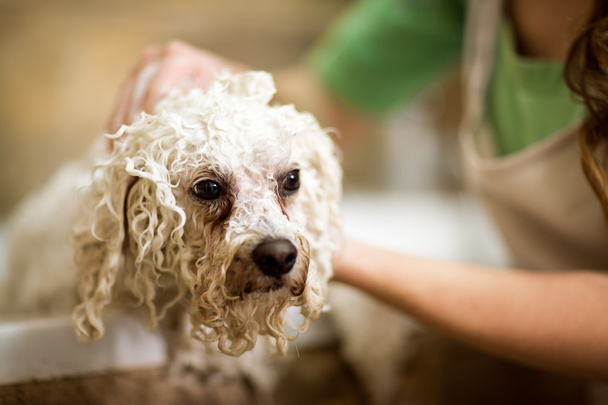 Professional hygiene on pet - Foto, Imagem