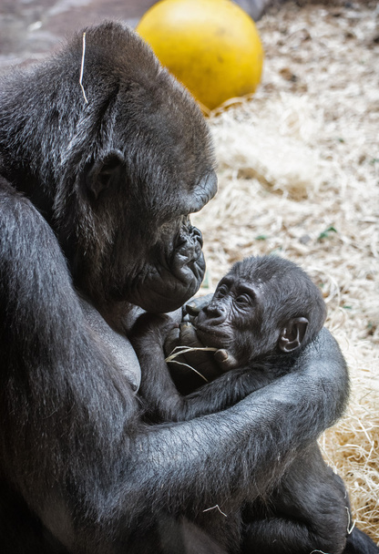 У молодих Низинні горили - горила горила горили - Фото, зображення