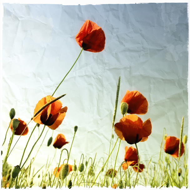 Les coquelicots fleurissent dans la prairie avec effet papier vintage texturé
 - Photo, image