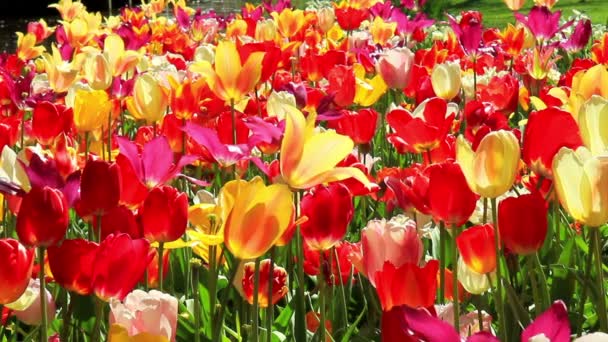 Tulipány v parku Keukenhof - Záběry, video