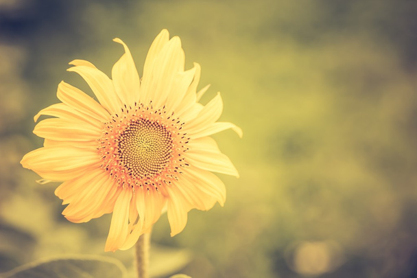 Vintage photo of decorative sunflower - Zdjęcie, obraz