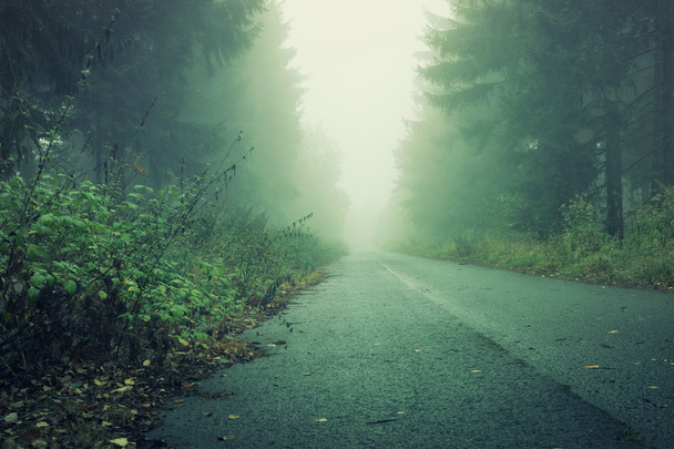Οδός σε σκοτεινό δάσος με γαλακτώδη ομίχλη και σκιές - Φωτογραφία, εικόνα