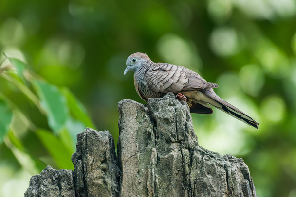 Траурний голуб птах на гілці дерева
. - Фото, зображення