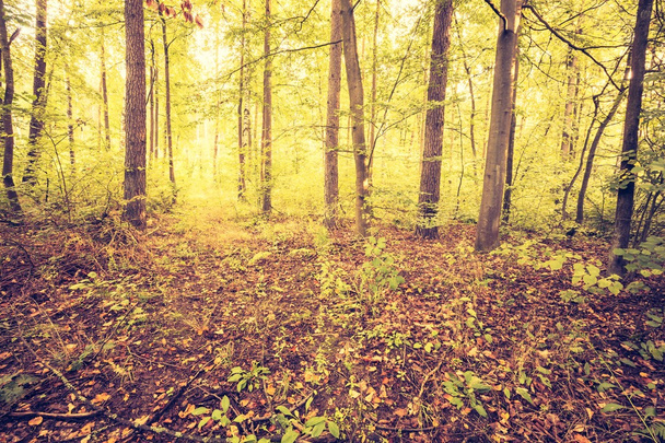 Foto vintage del hermoso bosque europeo de principios de otoño.
 - Foto, imagen