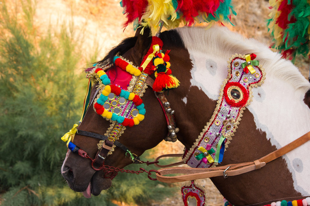 cavalo decorado
 - Foto, Imagem