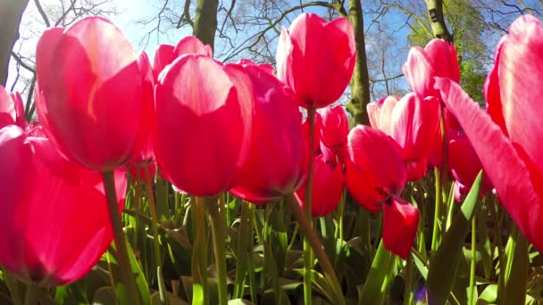 Tulipány v parku Keukenhof - Záběry, video