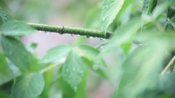 Wet leaf - Footage, Video