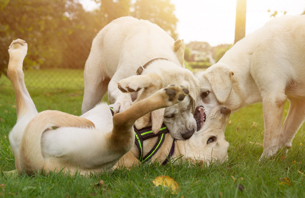 three young dogs play together on a sunny meadow - 写真・画像