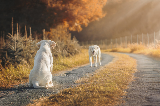 kaksi söpöä labradorinpentua pellolla syksyn aikana
 - Valokuva, kuva