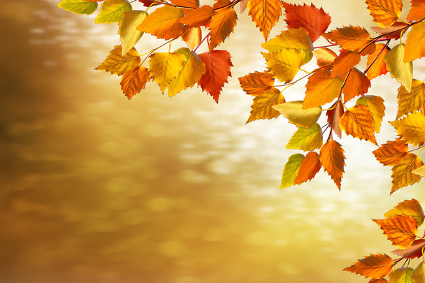 paysage d'automne avec un feuillage coloré lumineux. Été indien
. - Photo, image