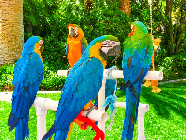 Barevné papoušky Ara sedí na bidýlku - Fotografie, Obrázek