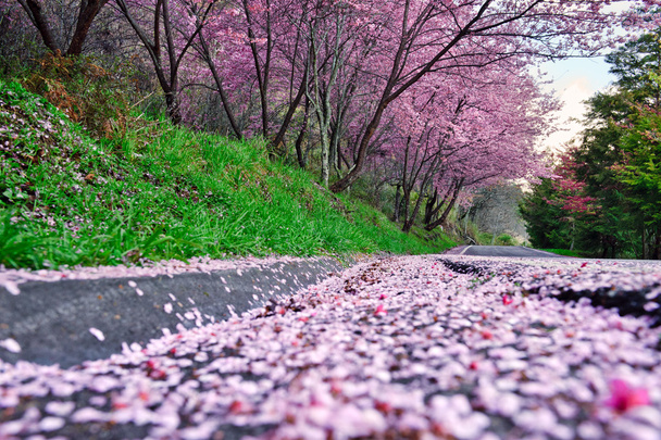 Kwitnące drzewa Sakura - Zdjęcie, obraz
