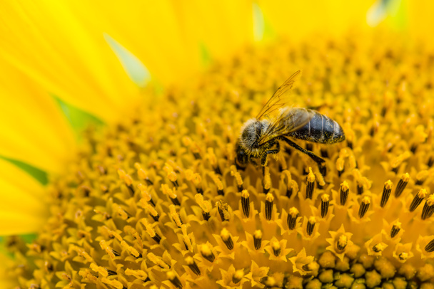 Gros plan d'une abeille sur un tournesol
  - Photo, image