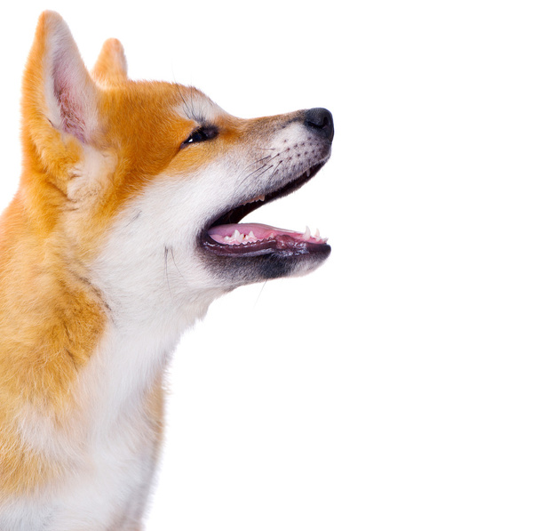 Akita Inu purebred puppy dog  - Zdjęcie, obraz
