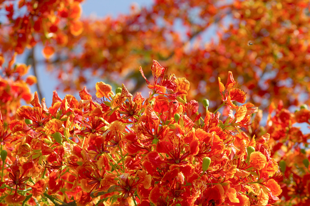 Fleurs d'arbre de flamme et ciel bleu
 - Photo, image