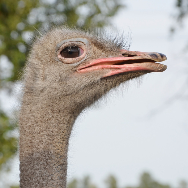 Ostrich side view - Фото, изображение