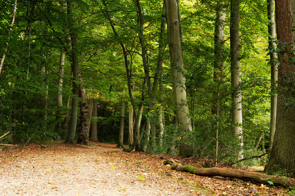 Woodland sceny na początku jesieni - Zdjęcie, obraz