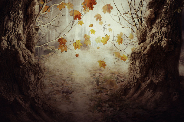 Herfst bladeren en oude bomen - Foto, afbeelding