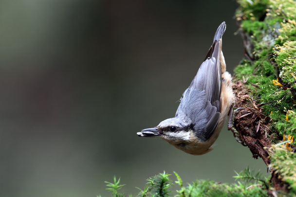 Nuthatch bird on nature. - Fotó, kép