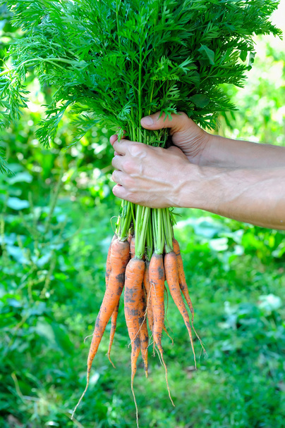 μάτσο καρότα σε ένα χέρια με μαλακό υπόβαθρο - Φωτογραφία, εικόνα