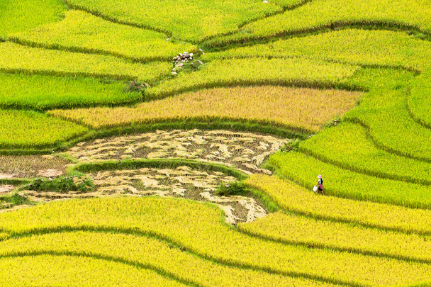 campos de arroz em terraços em vietnam - Foto, Imagem
