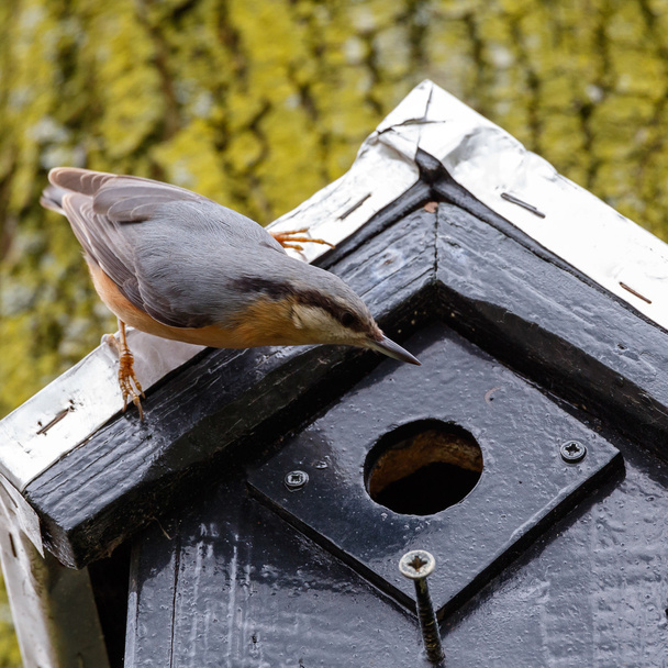 Nuthatch ave y caja de anidación
  - Foto, imagen