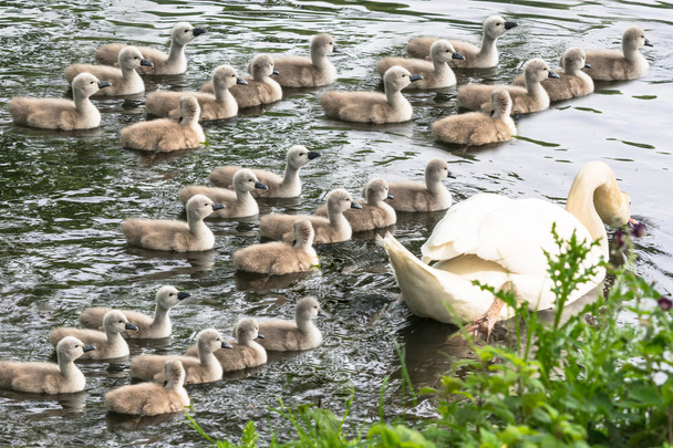 White swan with Cygnets           - Photo, Image