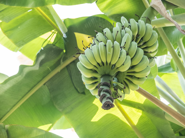 rohe Banane hängt im Baum  - Foto, Bild