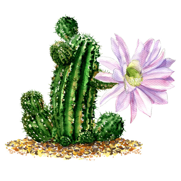 Cactus with light pink flower isolated, watercolor illustration on white - Photo, Image