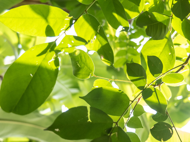 Groene bladeren met zonlicht - Foto, afbeelding